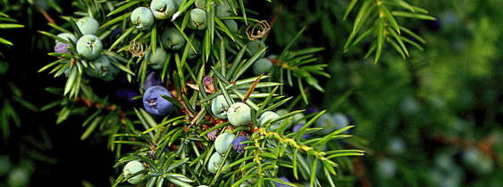 Florist Purchases Juniper Evergreens By The Weight