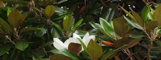 Magnolia Foliage Used In Winter and Spring In Floral Design