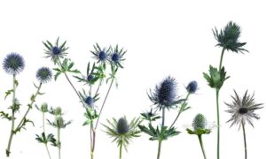 Use Varieties Of Blue Thistles In Wedding Flower