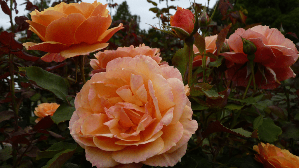 Peach garden roses