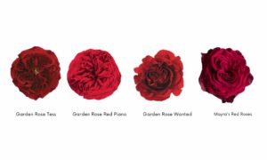 Red Garden Rose Varieties In Wedding Designs