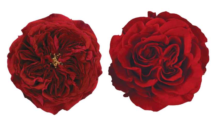 Red Rose Varieties
