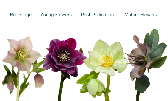 Understand Hellebores Flowers Stages For Better Process And Boost Longevity