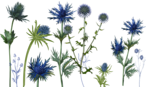 Blue Thistle Varieties And Wedding Floral Designs