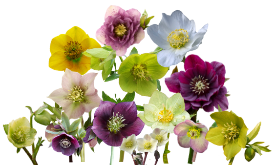 Cut Hellebores Flowers Varieties On Floral Product Library