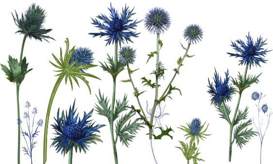Blue Thistle Varieties And Wedding Floral Designs