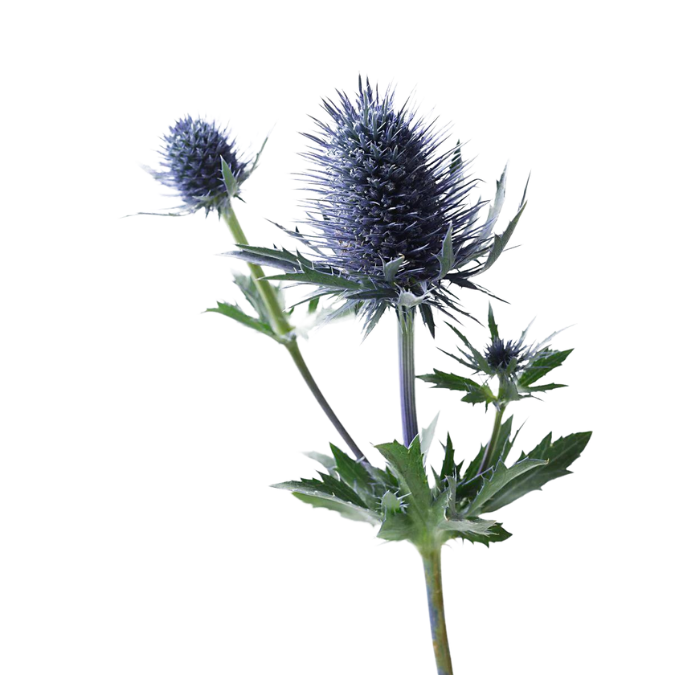 Blue Bell Thistle Variety For Wedding Boutonniere Floral Recipes