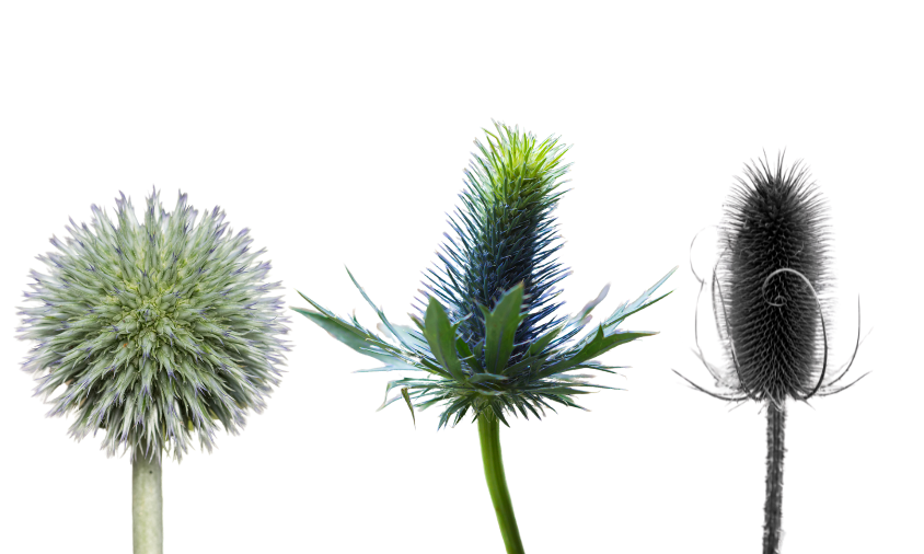 Blue Thistle Flower Coned Shape Its Description