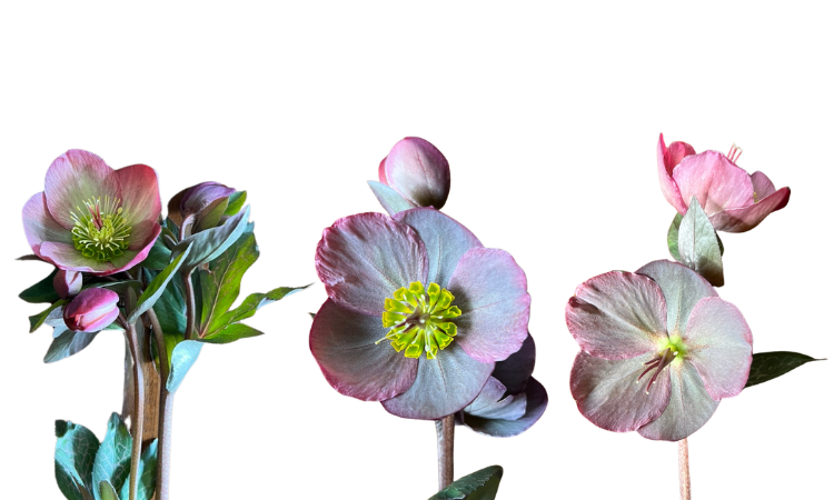 Hellebores Flowers Growing Stages