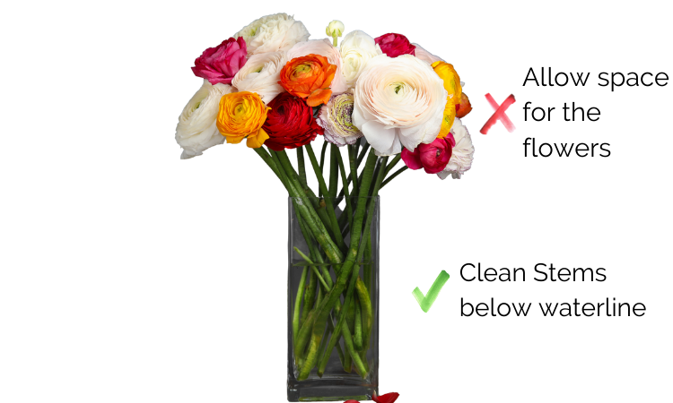 Florist Processed Ranunculus Placed In a Tall Vase With No Foliage In water