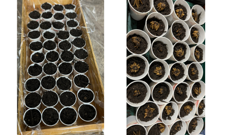 Ranunculus Croms Planted Individually For East Transplanting And Floral Wedding Design