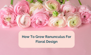 How To Grow Ranunculus For Floral Design