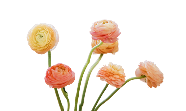 How To  Wiring Peach Ranunculus For Boutonniere