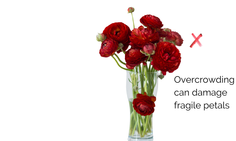 Wholesale Ranunculus Flower Care Avoid Overcrowding Flowers During Processing