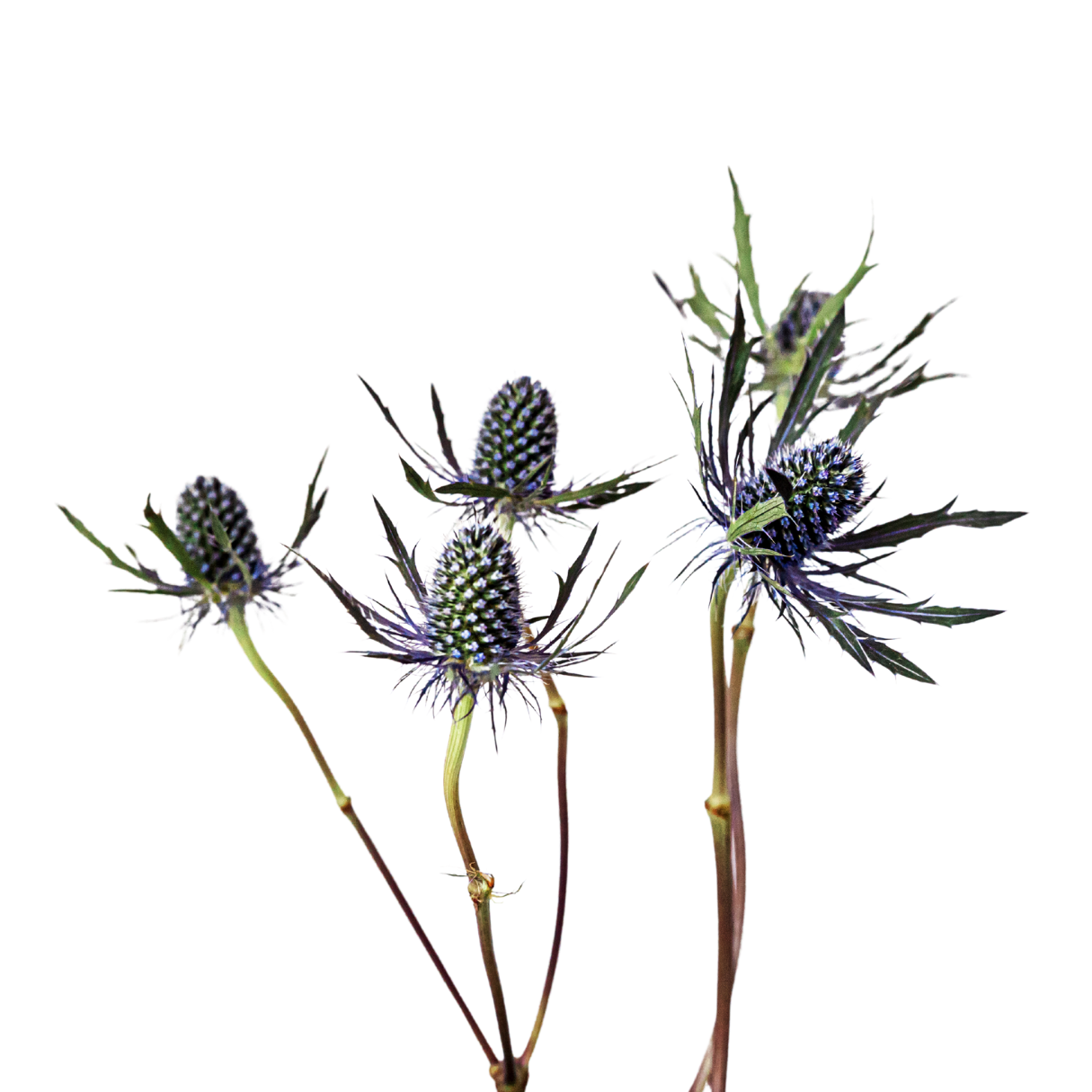 Blue Bell Thistle Variety For Wedding Boutonniere Floral Recipes