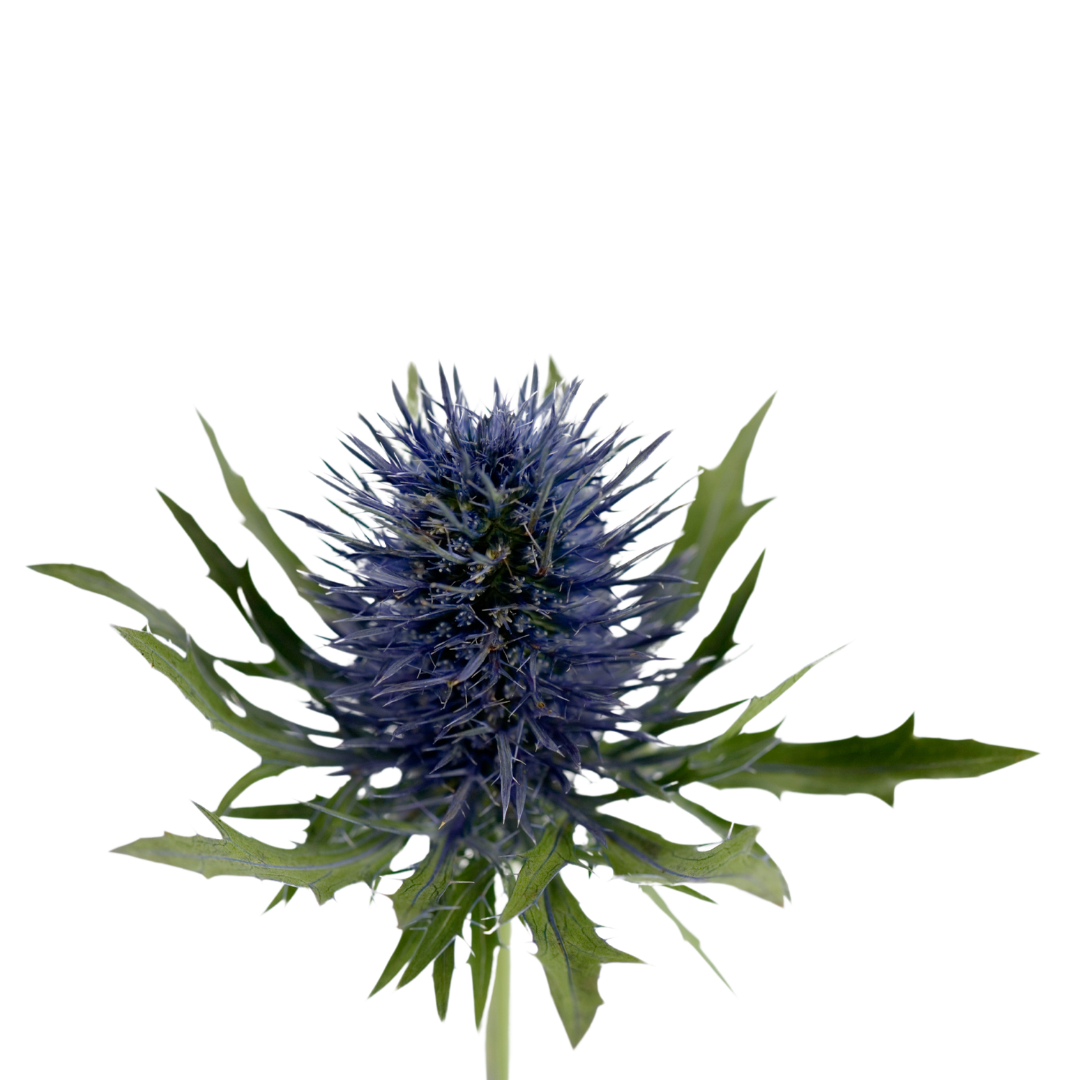 Blue Thistles In Wedding Flower Designs Aquarius Questar Blue