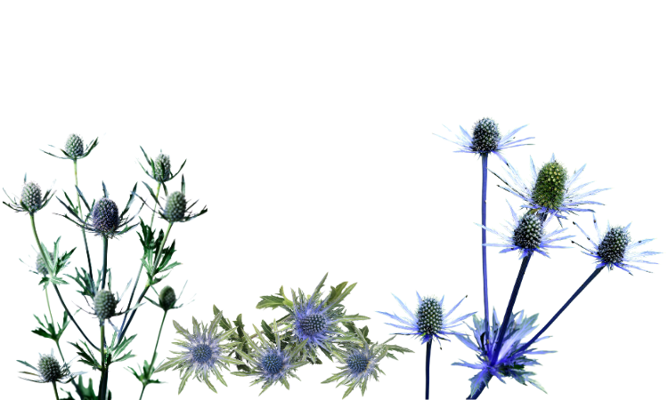 How Many Heads Of Flowers On Blue Thistle Heads