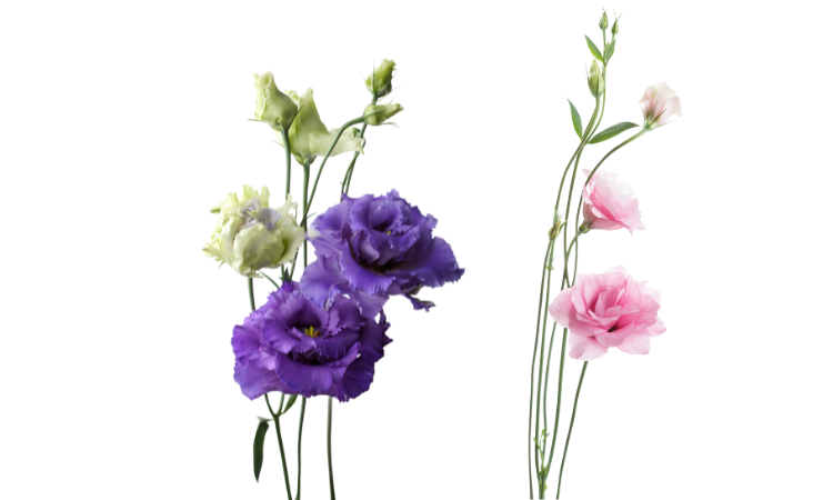 Lisianthus Bloom Stages