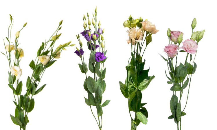 Lisianthus Single Stem With 3-4 Blooms Yellow Purple Peach Pink