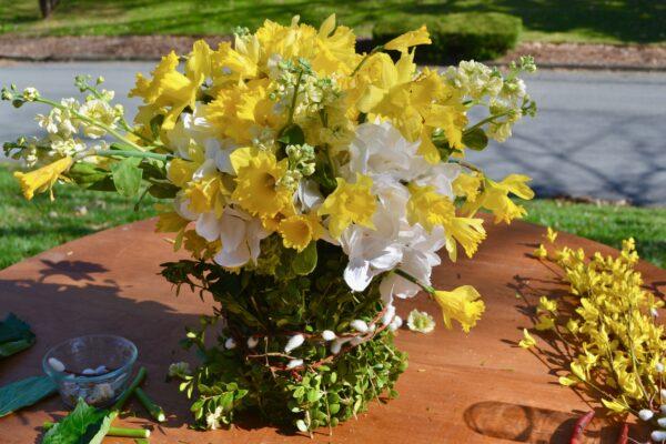 care for Daffodil flowers