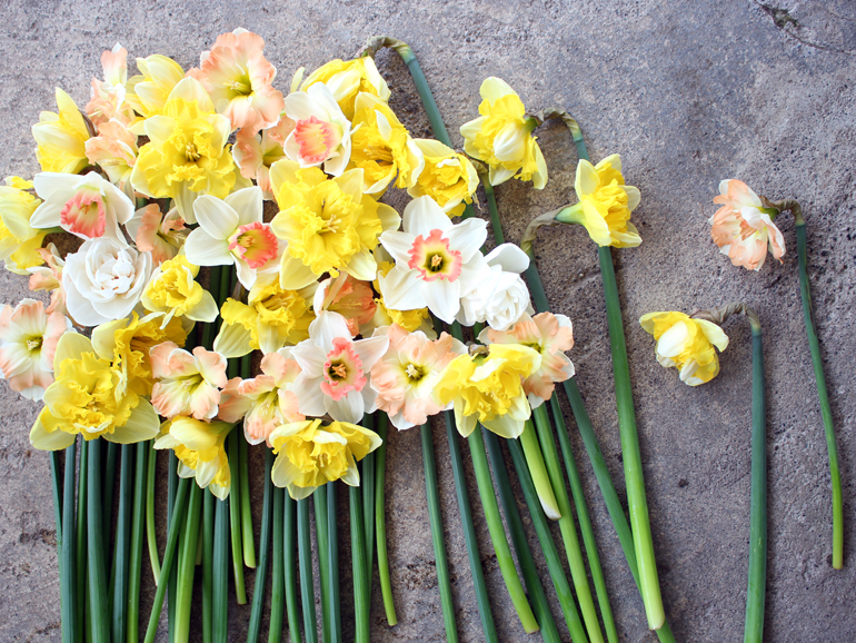 care for Daffodil flowers